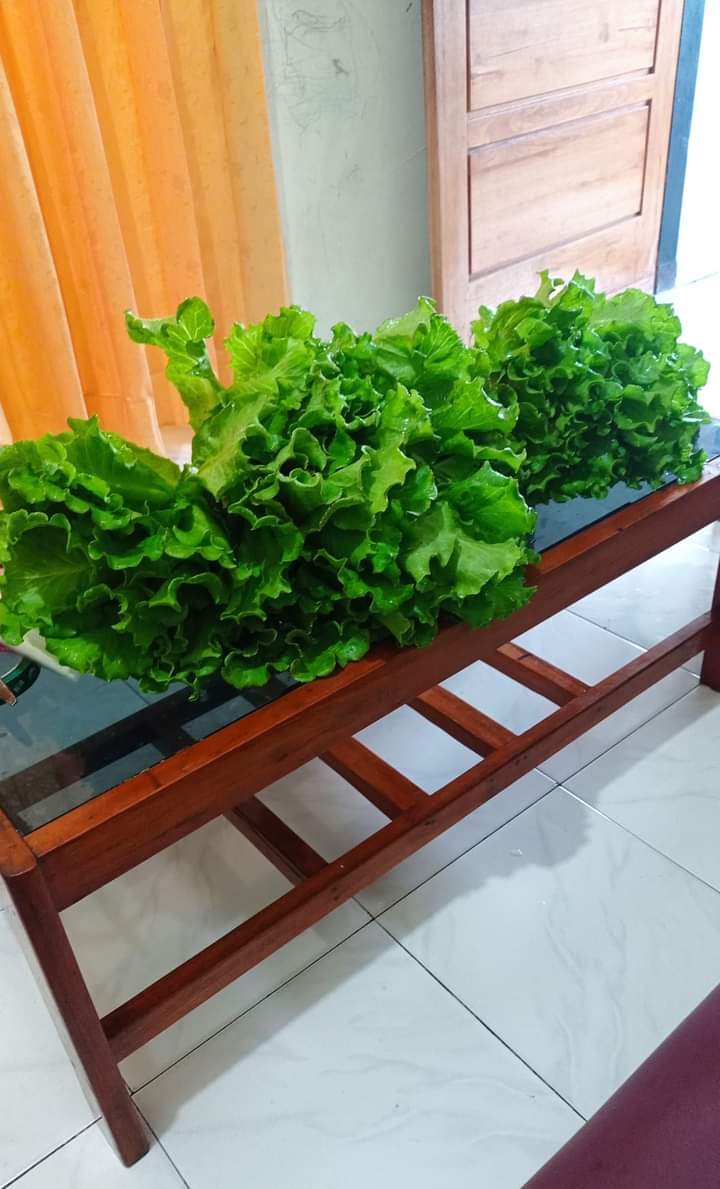 Sayuran Hidroponik