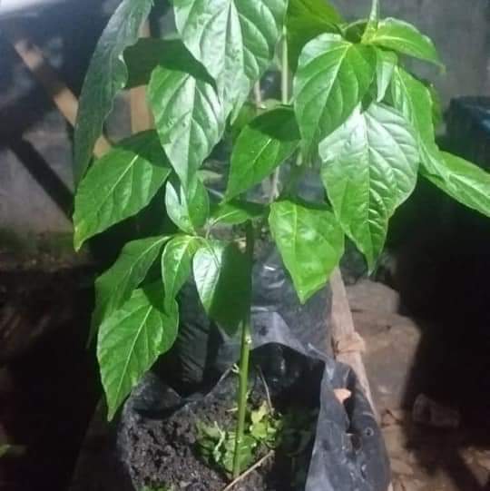Sayuran Hidroponik