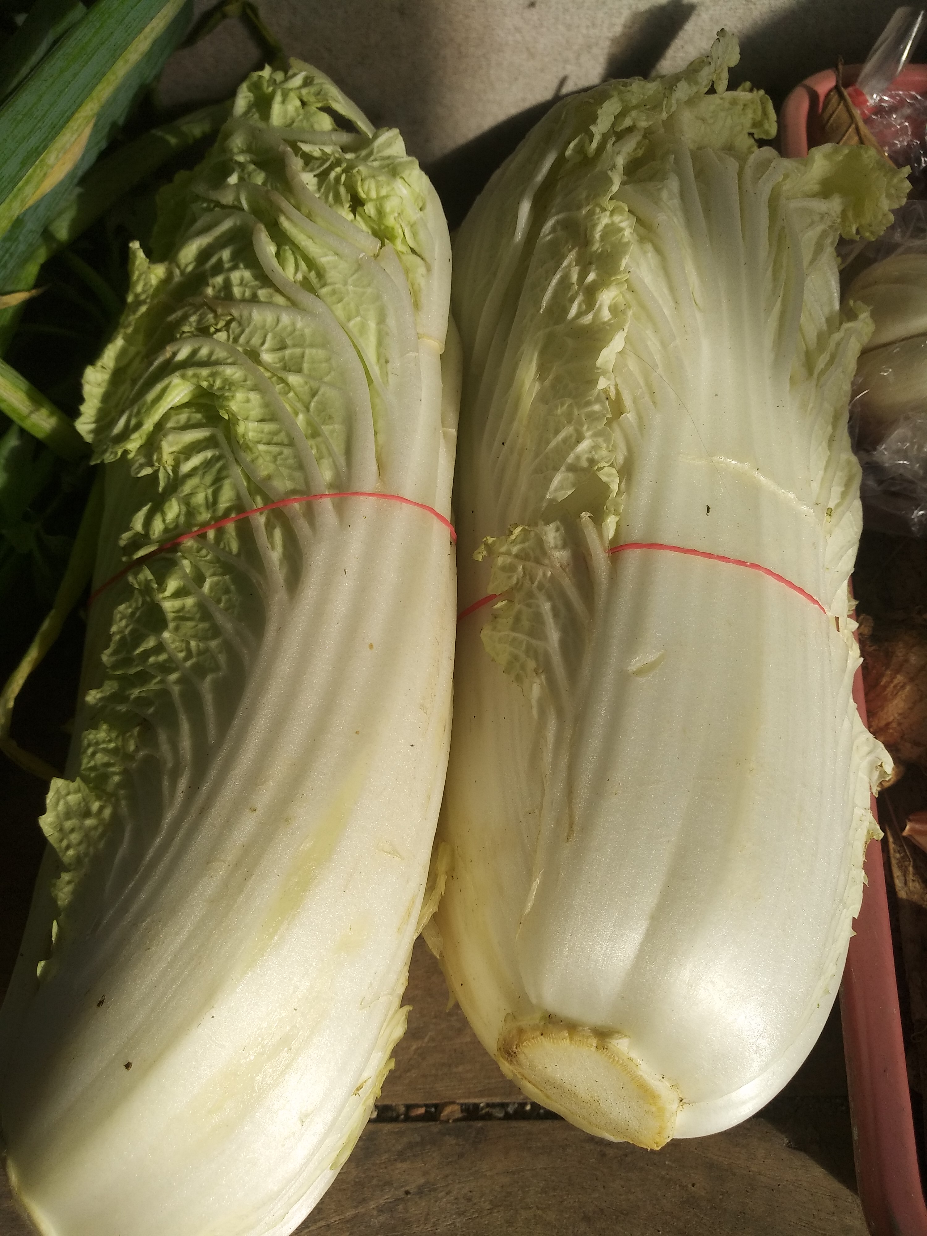 Kangkung, saosin, sawi putih, kol, waluh sayur