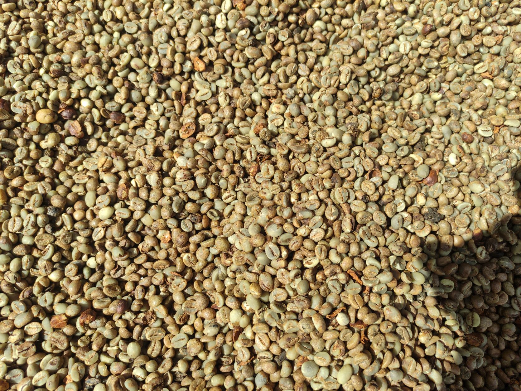 Kopi Robusta Asalan