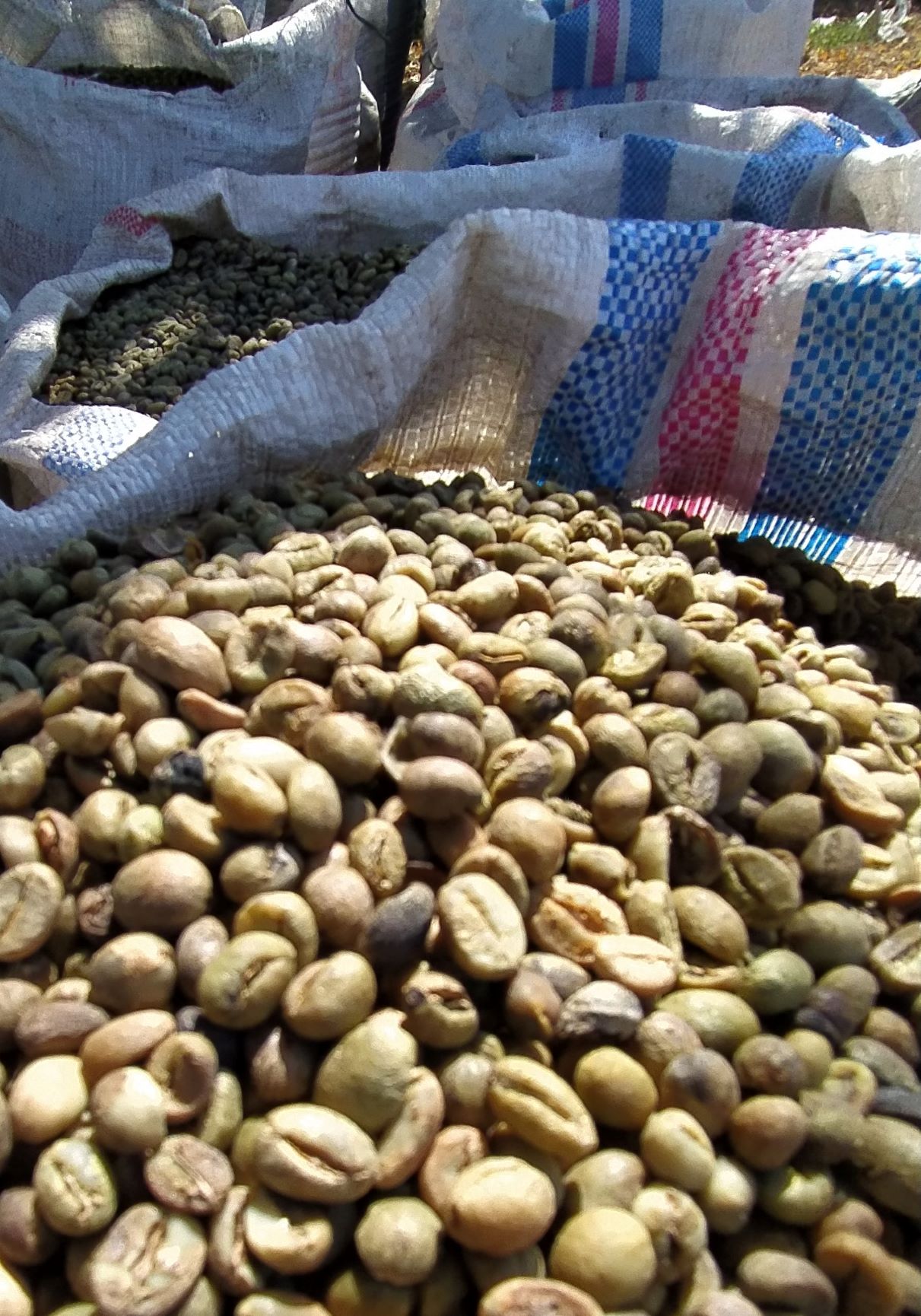 Kopi Robusta Asalan