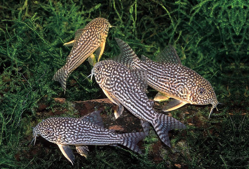 Corydoras Sterbai