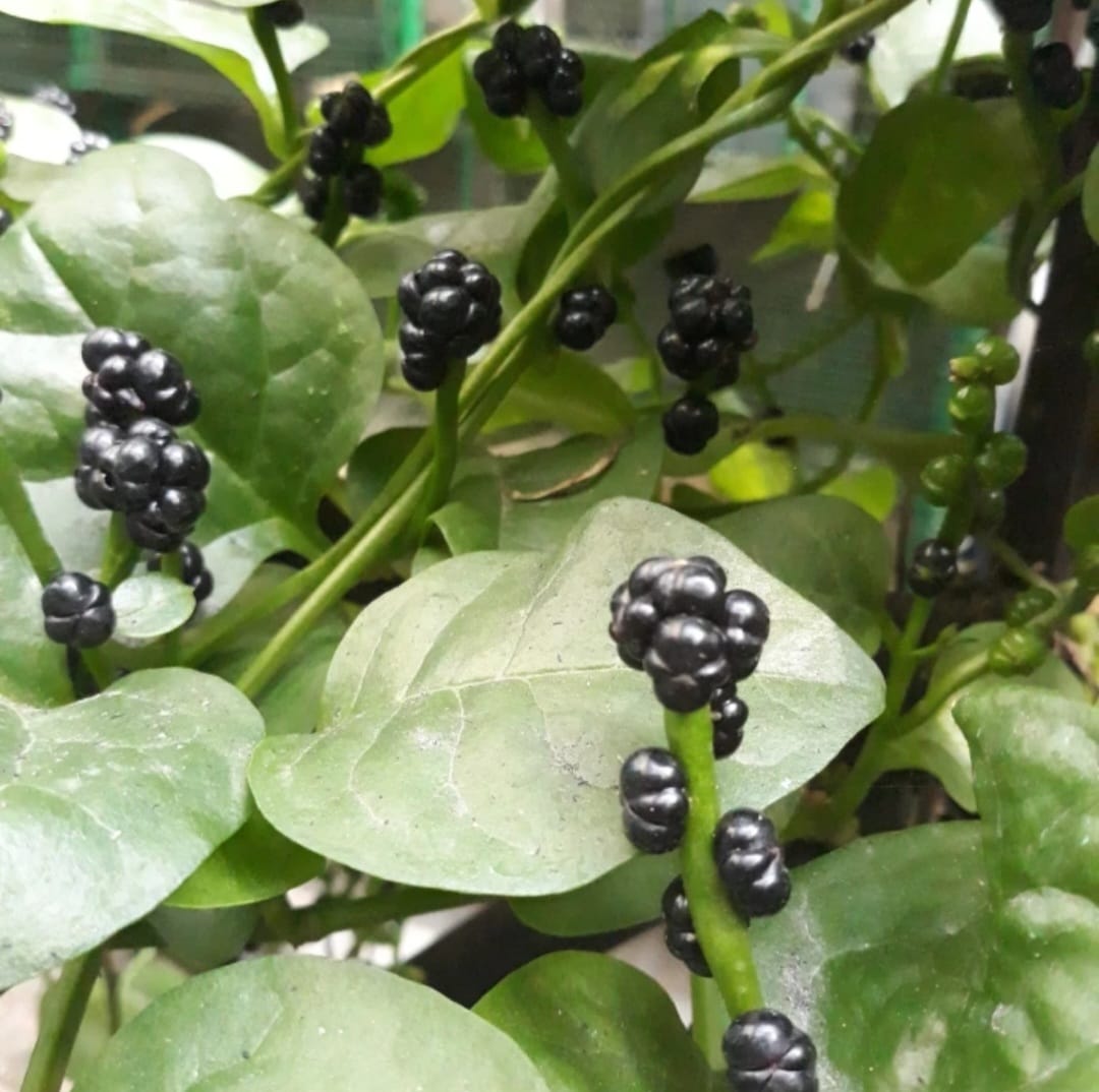 Buah Angkung