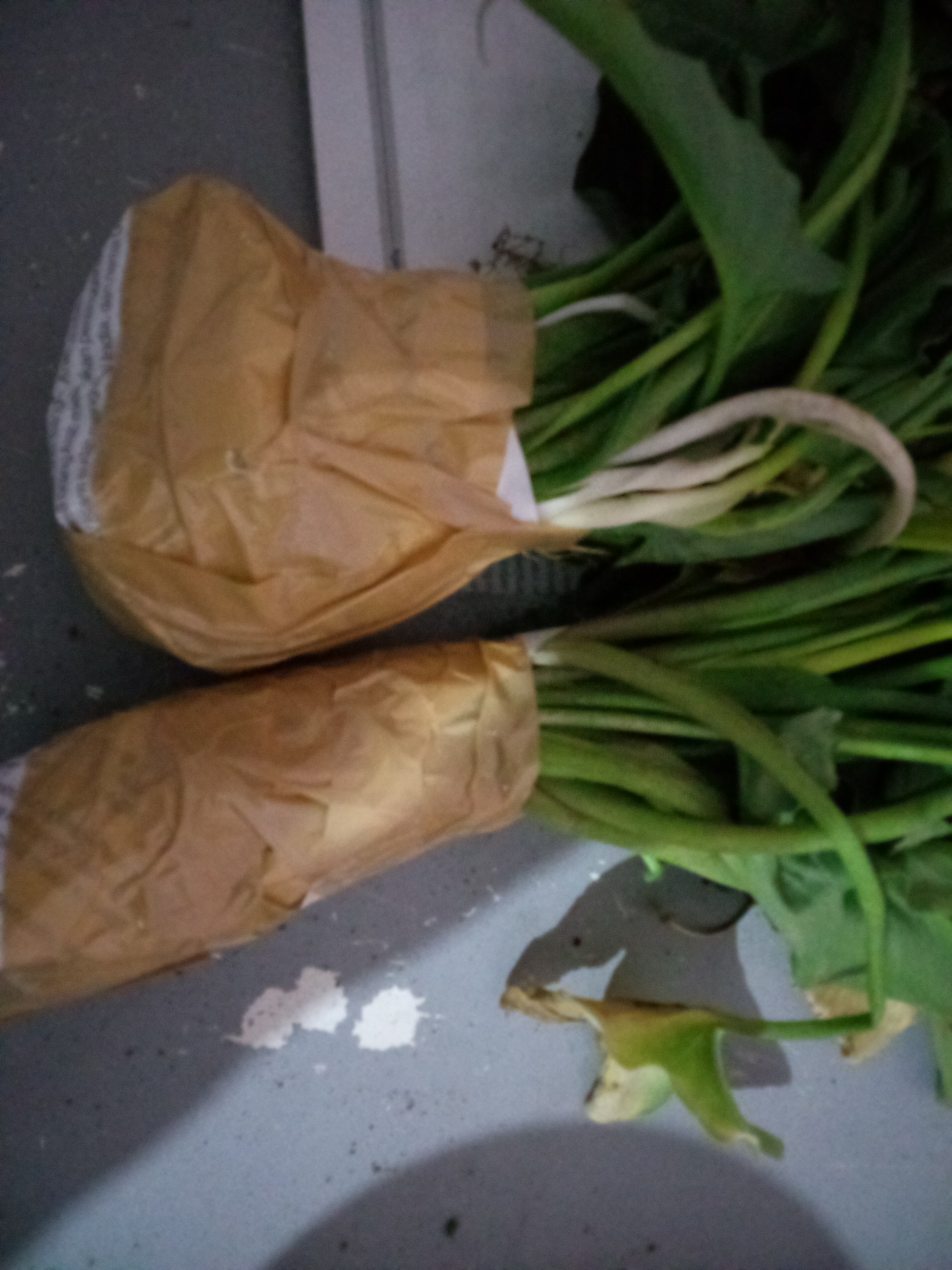 Bibit bunga calla lily