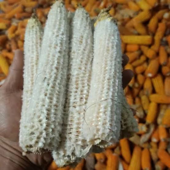 bonggol jagung