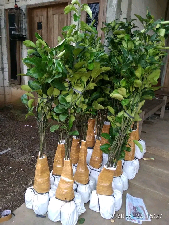 Bibit jeruk pamelo madu tanpa biji dari bageng 
