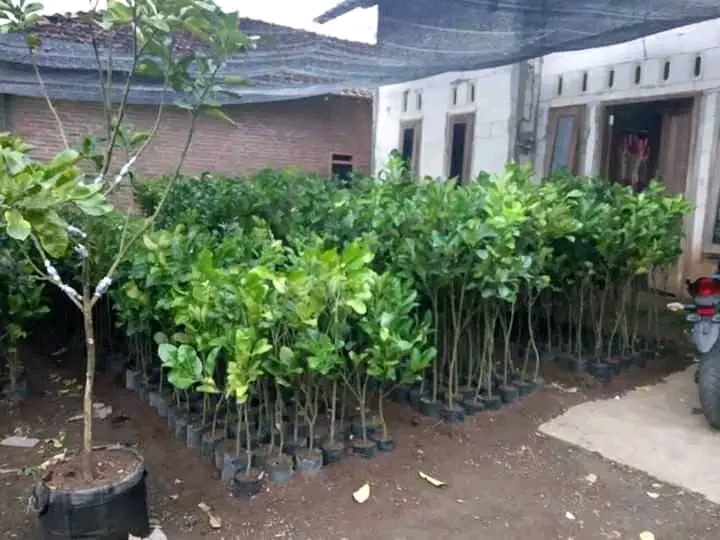 Bibit jeruk pamelo madu tanpa biji dari bageng 